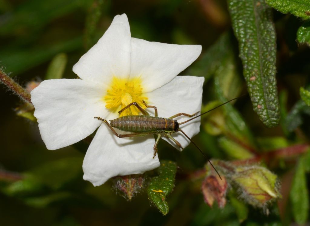 Bradyporidae:  giovane Ephippiger sp.